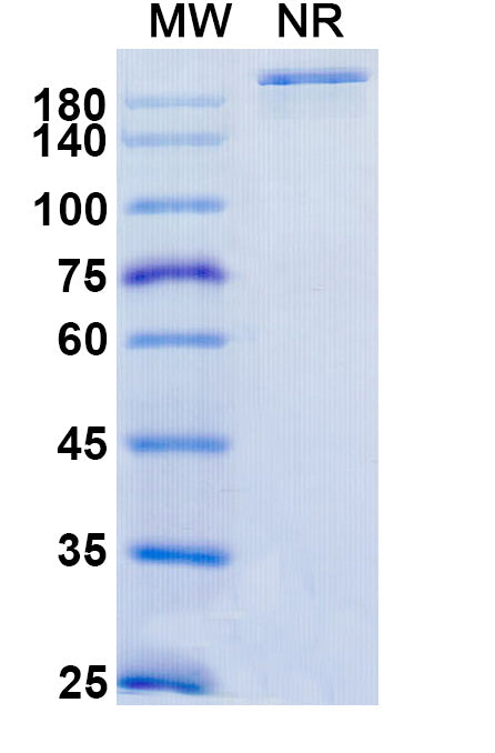 Anti-Human MIS RII Reference Antibody (Murlentamab) – Figure 1 of 1