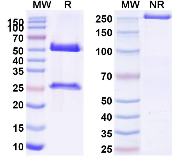SDS-PAGE for Anti-Human AMHR2 Antibody (SAA0151)