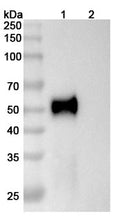 Flow-cytometry using anti-human AMHR2 antibody. Untransfected cells (blue Histogram) and Transfected cells (Yellow Histogram) were stained with an anti-human AMHR2 monoclonal antibody (Catalog: HS882207) at a concentration of 5 µg/ml for 30 mins at RT. After washing, bound antibody was detected using a Goat Anti-Mouse IgG H&L Polyclonal Antibody, FITC (abinScience: MF690414) and cells analysed on a NovoCyte Flow Cytometer.