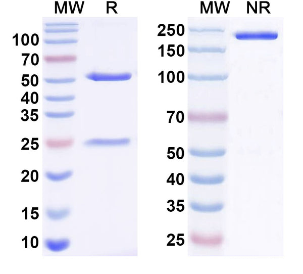 SDS-PAGE for Anti-TrkB Antibody (N457/39)