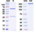 SDS-PAGE for Anti-TrkB Antibody (N457/79)