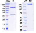 SDS-PAGE for Anti-Human BRD3 IP Antibody (SAA0191)