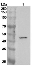 Western blot analysis was performed using anti-DUSP7 polyclonal antibody at 1ug/mL on various samples.
Lane 1: Mouse heart lysate