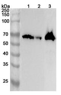 Western blot analysis was performed using anti-ACSM3 polyclonal antibody at 1ug/mL on various samples.
Lane 1: Mouse liver lysate
Lane 2: Mouse kidney lysate
Lane 3: Rat liver lysate