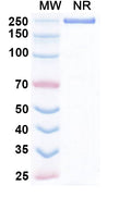 Anti-Human SCN9A/Nav1.7 Reference Antibody (Duke anti-Nav1.7) – Figure 1 of 1