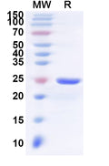 Recombinant Human GPR68 Protein, N-His-KSI