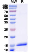 SDS-PAGE for Anti-Human ANGPT1 Nanobody (SAA1256)