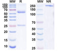 SDS-PAGE for Anti-GABA(A)R, Alpha6 Antibody (N229A/32)