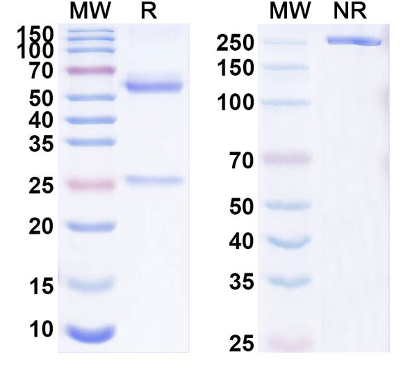 SDS-PAGE for Anti-GABA(A)R, Alpha6 Antibody (N229A/32)