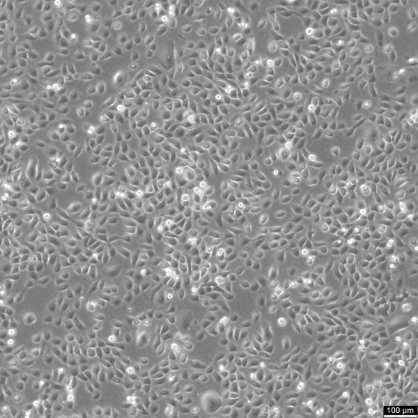 HSC-3 cell