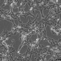 HSC-T6 cell