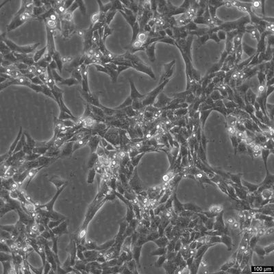 HSC-T6 cell