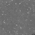 HSF (SV40) cell