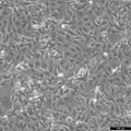HT-1080 cell