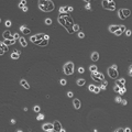 HT-29 MTX E12 cell – Figure 1 of 1