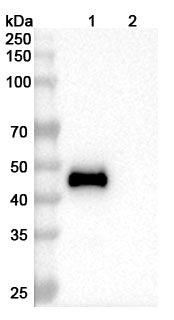 Anti-Human TRAILR1/TNFRSF10A Reference Antibody (Mapatumumab) – Figure 1 of 2