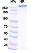 Anti-Human MASP2 Reference Antibody (Narsoplimab) – Figure 1 of 1