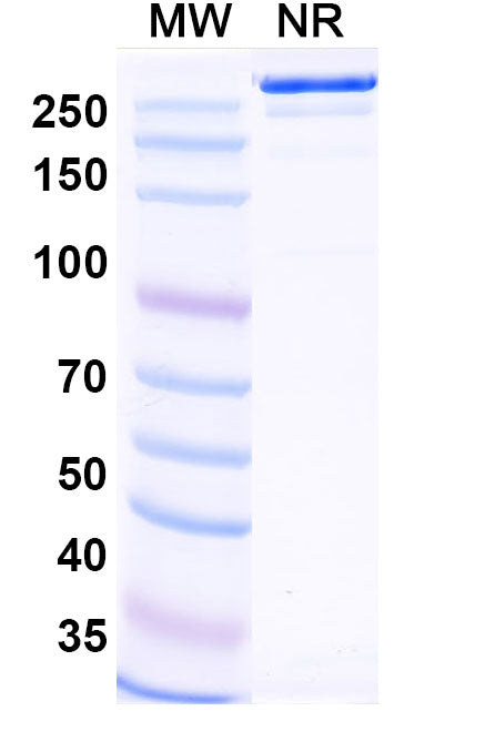Anti-Human MASP2 Reference Antibody (Narsoplimab) – Figure 1 of 1