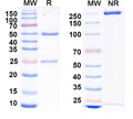 SDS-PAGE for Anti-GluN2D/NR2D glutamate receptor Antibody (N437/60)