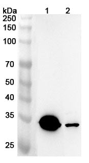 Western blot analysis was performed using anti-ACOT7 polyclonal antibody at 1ug/mL on various samples.
Lane 1: Mouse brain lysate
Lane 2: Rat brain lysate
