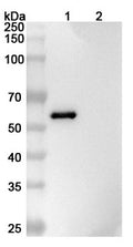Western blot analysis was performed using anti-PODXL  monoclonal antibody at 1ug/mL on various samples.
Lane 1: recombinant human PODXL  (Catalog No: HT033012)
Lane 2: negative control