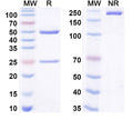 SDS-PAGE for InVivoMAb Anti-Human CCL24/Eotaxin-2/MPIF-2 (Iv0084)