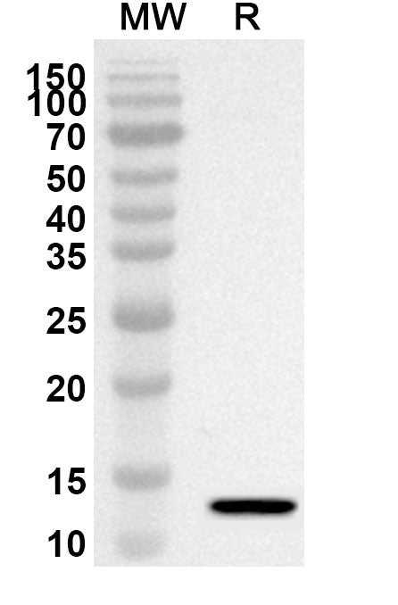 Western blot analysis was performed using anti-CCL24/Eotaxin-2/MPIF-2 polyclonal antibody at 1ug/mL on recombinant CCL24/Eotaxin-2/MPIF-2 (Catalog No. HT048012).