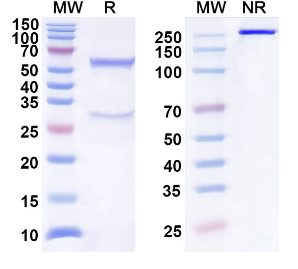 SDS-PAGE for Anti-Human CCL24/Eotaxin-2/MPIF-2 Antibody (SAA0461)