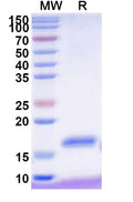 SDS-PAGE for Anti-Human CD337/NKp30 Nanobody (VHH2)