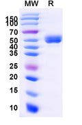 Recombinant Human CD337/NCR3 Protein, C-Fc