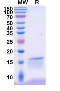 SDS-PAGE for Anti-Human CD337/NKp30 Neutralizing Nanobody (VHH1)