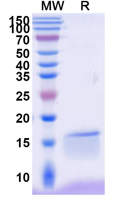 SDS-PAGE for Anti-Human CD337/NKp30 Neutralizing Nanobody (VHH1)