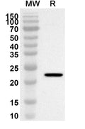 Western blot analysis was performed using anti-TNFSF12 polyclonal antibody at 1ug/mL on recombinant TNFSF12 (Catalog No. HT065012).