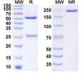 Anti-Human Neuropilin-1 Reference Antibody (Vesencumab) – Figure 1 of 1