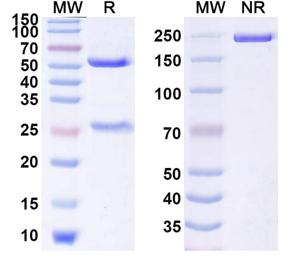 Anti-Human Neuropilin-1 Reference Antibody (Vesencumab) – Figure 1 of 1