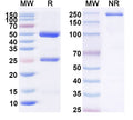 Anti-Human ANGPT2 Reference Antibody (MEDI-3617) – Figure 1 of 1