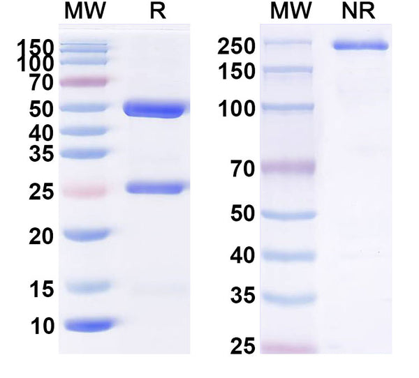 Anti-Human ANGPT2 Reference Antibody (MEDI-3617) – Figure 1 of 1