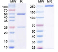 SDS-PAGE for Anti-Human QSOX1 Antibody (SAA1497).