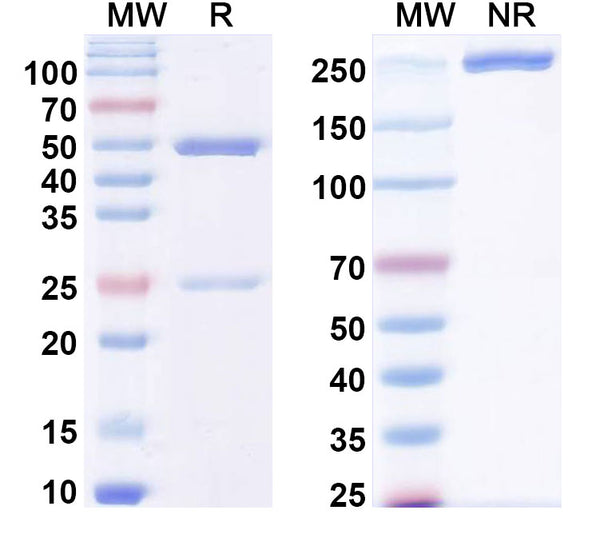 SDS-PAGE for Anti-Human QSOX1 Antibody (SAA1497).