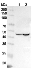 Western blot analysis was performed using anti-ISLR polyclonal antibody at 1μg/ml on various samples.
Lane 1: NICH460 cell lysate
Lane 2: Mouse heart lysate