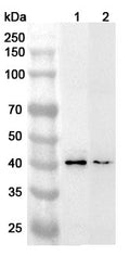 Western blot analysis was performed using anti-RNF13  polyclonal antibody at 1ug/mL on various samples.
Lane 1: Mouse brain lysate
Lane 2: Rat brain lysate