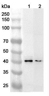 Western blot analysis was performed using anti-RNF13  polyclonal antibody at 1ug/mL on various samples.
Lane 1: Mouse brain lysate
Lane 2: Rat brain lysate