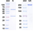 SDS-PAGE for InVivoMAb Anti-Human BTN3A1 (20.1)