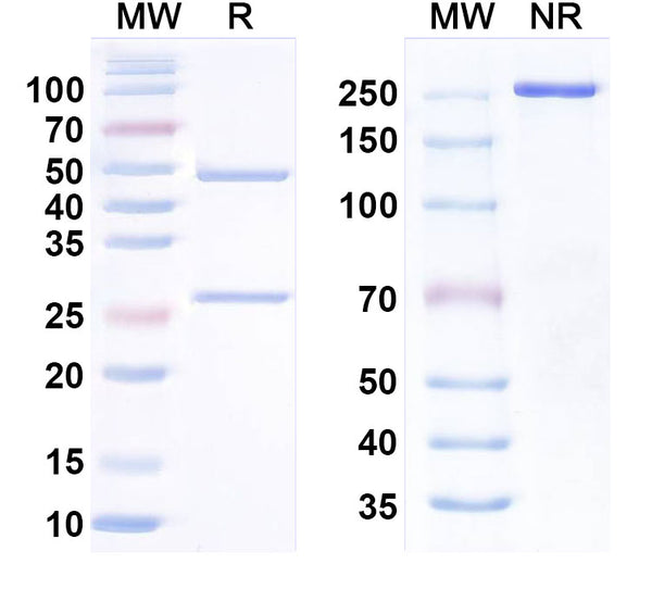 SDS-PAGE for InVivoMAb Anti-Human BTN3A1 (20.1)