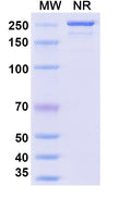 Anti-Human LIGHT/TNFSF14 Reference Antibody (Quisovalimab) – Figure 1 of 1