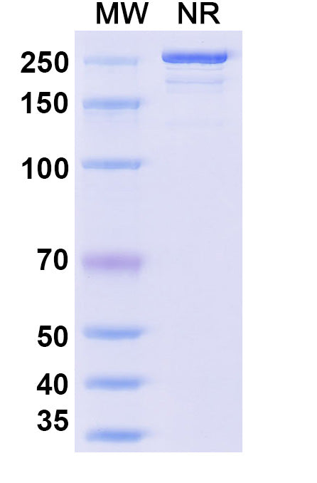 Anti-Human LIGHT/TNFSF14 Reference Antibody (Quisovalimab) – Figure 1 of 1