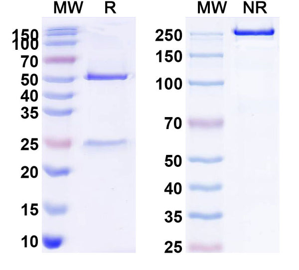 SDS-PAGE for Anti-Human CD258/TNFSF14/LIGHT Antibody (SAA0082)