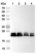 Western blot analysis was performed using anti-CPLX1 polyclonal antibody at 1ug/mL  on various samples.
Lane 1: Mouse brain lysate
Lane 2: Mouse cerebellum lysate
Lane 3: Rat brain lysate
Lane 4: Rat cerebellum lysate