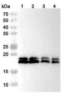 Western blot analysis was performed using anti-CPLX1 polyclonal antibody at 1ug/mL  on various samples.
Lane 1: Mouse brain lysate
Lane 2: Mouse cerebellum lysate
Lane 3: Rat brain lysate
Lane 4: Rat cerebellum lysate