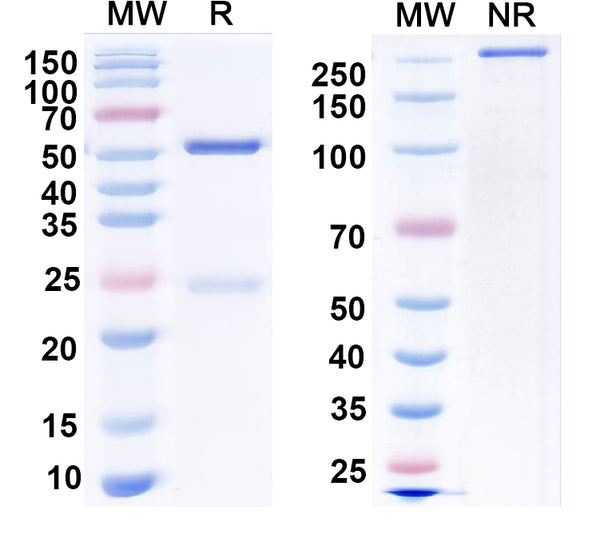 SDS-PAGE for Anti-HCN1 Antibody (N70/28)